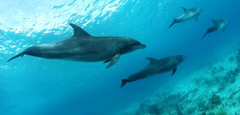 Dolphins 1920x920.jpg