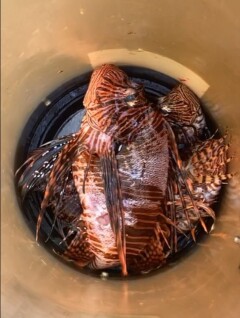 Lionfish 3