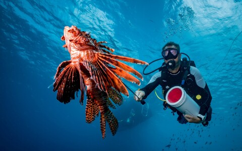 Lionfish hunter w spear & zookeeper