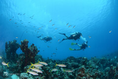 Open Water