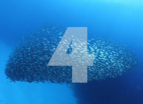 Package 4 dives