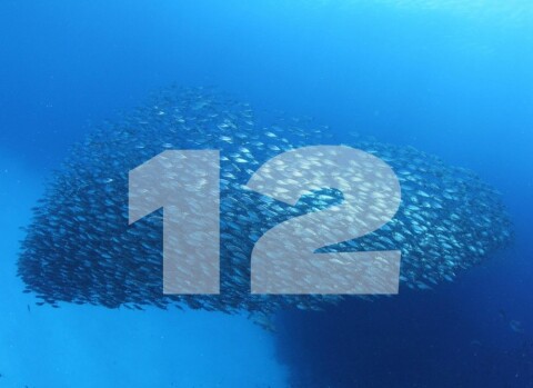 Dolphins 1920x920.jpg