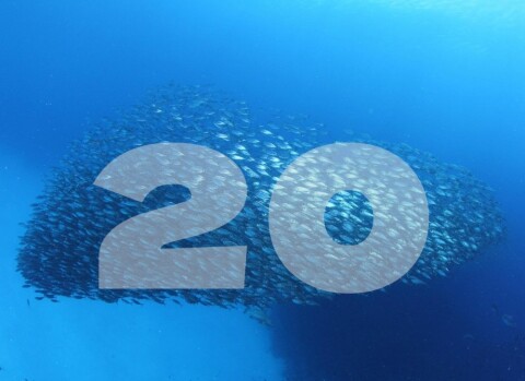 Dolphins 1920x920.jpg