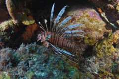 Zz lionfish